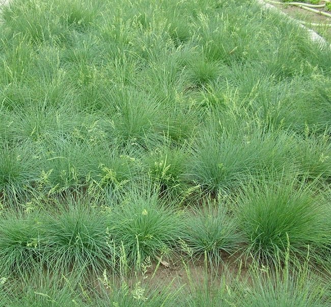 Овсяница овечья (Festuca ovina L.) газон