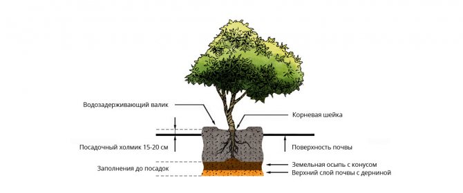 Посадка саженцев с открытой корневой системой