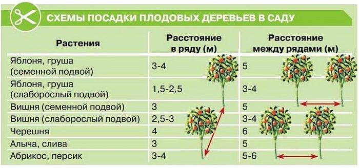 Правильная схема посадки плодовых деревьев